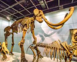 You can see Dinosaur fossils and life-size models of wild animals You can see Dinosaur fossils and life-size models of wild animals.